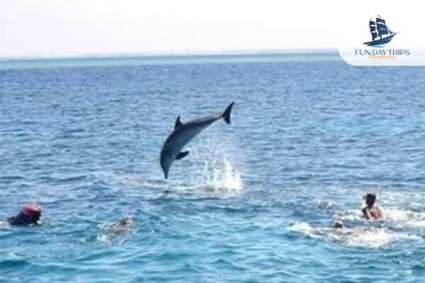 Hurghada’s Red Sea Full Day Adventures: Dolphine House and Beyond. - Image 5