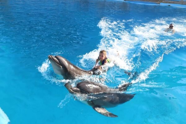 Dolphinrum World: Private Swimming with Dolphins - Image 7