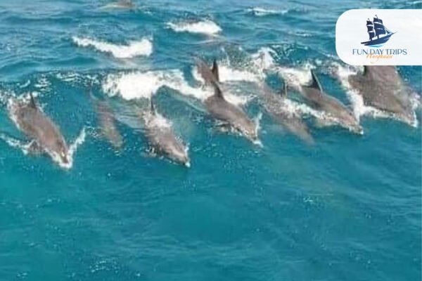 Dolphinrum World: Private Swimming with Dolphins